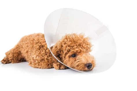 Care for your dog after neutering: Limit movement, use an e-collar Cone Collar, Dog Pants, Dog Spay, Luxury Dog Collars, Cute Dog Collars, Fancy Dog, Designer Dog Collars, Dog Essentials, Calm Dogs