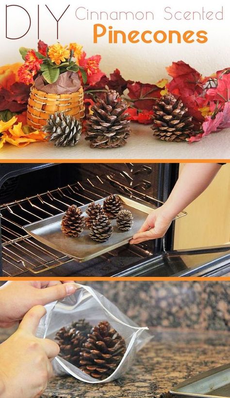 Cinnamon Scented Pinecones are the definition of fall decor! It's so easy to make it yourself and it makes your entire home smell amazing. Cinnamon Scented Pinecones, Diy Cinnamon, Scented Pinecones, Home Smell, Modern Eclectic, Cones Crafts, Pot Pourri, Pine Cone Crafts, Fall Crafts Diy