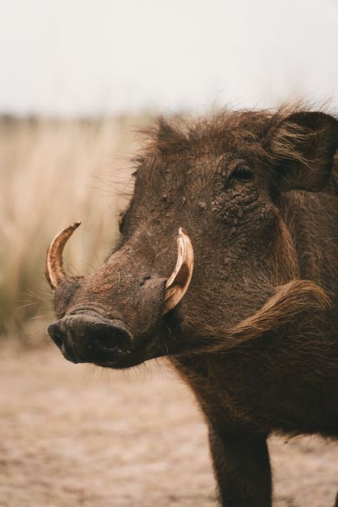 Wild Boar Drawing, Wild Boar Logo, Tattoo Nature, Animals Tattoo, Hog Hunting, Inspiring Photos, Wild Boar, Photos Hd, Nature Aesthetic