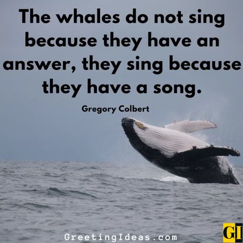 Whale Quotes Images Greeting Ideas 3 Quotes About Whales, Whale Quotes, Whale 52, Whale Quote, Gregory Colbert, Greeting Ideas, Whale Song, Sticker Journal, Cute Whales