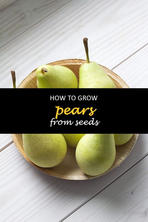 How to grow pears from seeds? This is a question that many people ask when they want to start their garden. Pears are delicious and have a unique taste, but it can be hard work growing them from scratch. Luckily, you can follow some easy steps to get your pear tree started on the right foot. #shuncy #shuncygarden #lovethegreen #howtogrow #fruit #pear How To Grow Pears From Seeds, How To Plant Pear Seeds, How To Grow A Pear Tree From Seed, Pear Varieties, Planting In Clay, Red Pear, Growing Fruit Trees, Pear Trees, Apple Pear