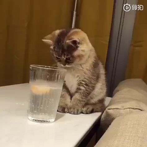 Experiencing carbonated water - 9GAG A Cat, Water