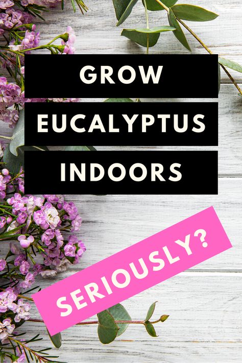 Grow Eucalyptus Indoors, Eucalyptus Plant Indoor, Houseplant Guide, Grow Eucalyptus, Tanaman Indoor, Plant Care Houseplant, Plants Ideas, Plant Hacks, Inside Plants