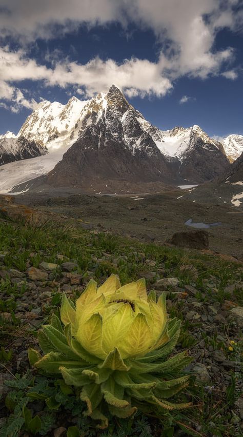 Colombia Country, Snow Lotus, Royal Aesthetic, Andes Mountains, Dramatic Lighting, Tropical Forest, Nature Scenes, 16th Century, Beautiful Landscapes