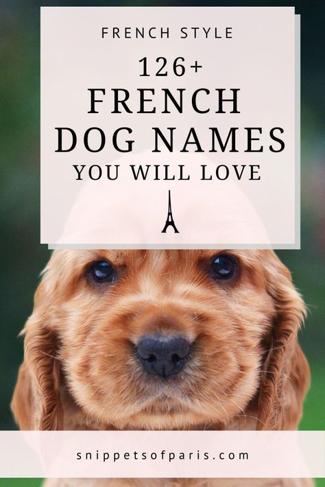 Yes, there are rules to naming your dog in France. We go over the guidelines and help you find the perfect French dog name for your new puppy. French Customs, French Dog Names, French Brittany, French Bulldog Names, French Dog, Best Names, Girl Dog Names, Female Dog Names, French Names