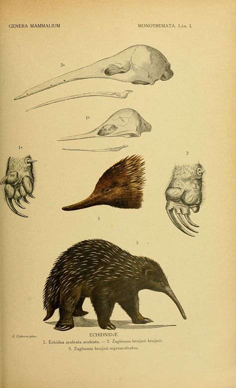 Spiny Anteater, Fauna Illustration, Scientific Drawing, Petit Tattoo, Science Illustration, Platypus, Scientific Illustration, Animal Sketches, Animal Posters