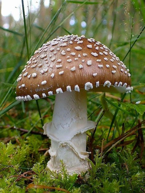 Wild Mushrooms Photography, Mushrooms Photography, Fungi Photography, Beautiful Mushrooms, Mushroom Guide, Wild Mushroom Photography, Mushroom Plant, Mushroom Pictures, Mushroom Fungi