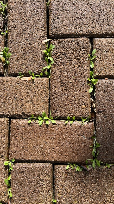 Flowers Growing Through Cracks, Plant Growing From Concrete, Plants Growing Through Cracks, Plants Growing In Cracks, Plants Growing Out Of People Art, Flower Growing Through Concrete, Plant Overgrowth, Overgrown Plants, Cobblestone Walkway