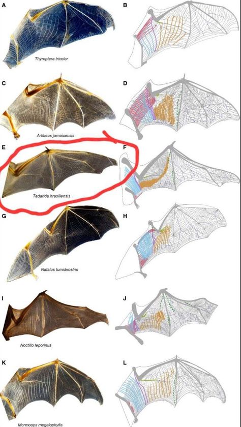 Bat Anatomy, Wing Anatomy, Dragon Anatomy, Bat Species, Tissue Types, Bat Art, Wings Drawing, Fruit Bat, Cute Bat