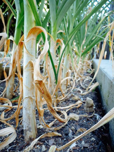 Planting For Beginners, When To Harvest Garlic, Garlic Planting, Harvest Garlic, Garlic Garden, Garlic Flower, Harvesting Garlic, Planting Garlic, Garlic Scapes