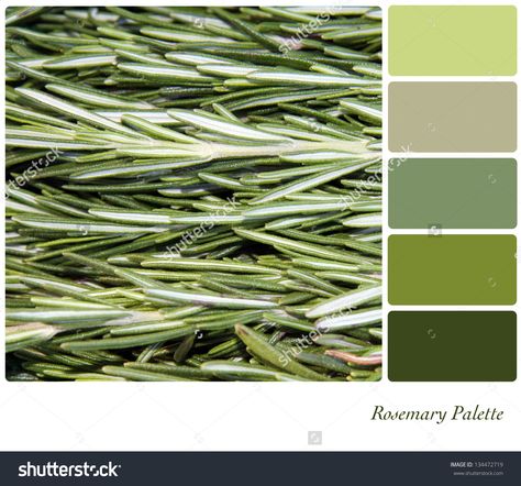 A Background Closeup Of Or Rosemary Leaves In A Colour Palette With Complimentary Colour Swatches. Stock Photo 134472719 : Shutterstock Massage Room Decor, Massage Therapy Rooms, Rosemary Green, Colours That Go Together, Colour Swatches, Fresh Color Palette, Rosemary Leaves, Massage Room, Therapy Room