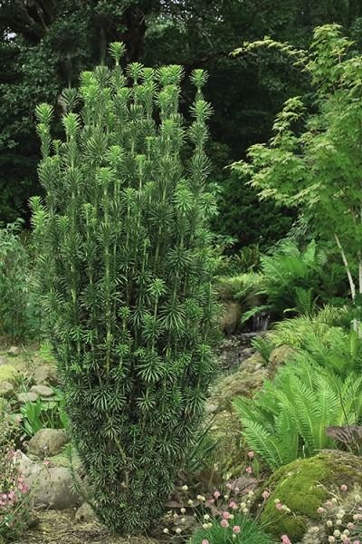 Wilson Bros Gardens   A shade loving evergreen that grows in a natural columnar form, 'Fastigiata' is a Japanese Plum Yew with handsome, very dark green needle-like leaves that provide a unique texture and color in the garden year round. Get all the details and pictures here-  https://www.wilsonbrosgardens.com/Fastigiata-Japanese-Plum-Yew-Cephalotaxus.html https://www.facebook.com/wilsonbrosgardens/photos/a.985991204820871/2377720628981248/?type=3&theater Cephalotaxus Harringtonia, Japanese Plum Yew, Plum Yew, Yew Shrub, Japanese Yew, Front Garden Ideas, Jon Gordon, Plant Inspiration, Japanese Plum