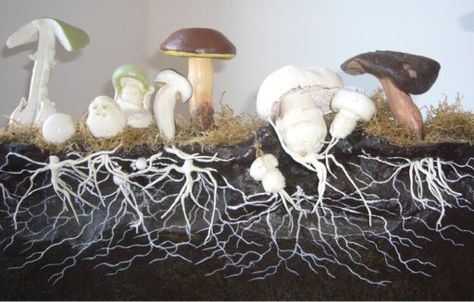 Mushroom Benefits, Slime Mould, Fruit Picture, Mushroom Fungi, Wild Mushrooms, The Soil, Permaculture, Superfoods, Original Image