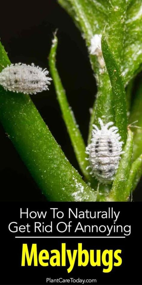 Mealybugs: [CONTROL GUIDE] How To Kill Annoying Mealy Bugs White Bugs On Plants, Slugs In Garden, Plant Bugs, Mealy Bugs, Organic Pesticide, Garden Bugs, Plant Pests, Garden Insects, Garden Pest Control