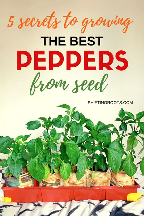 5 Secrets to Growing Better Peppers from Seed | SHIFTING ROOTS Peppers Gardening, Growing Hacks, Pepper Growing, Food Prepping, Growing Peppers, Vegetable Garden Tips, Vegetable Plants, Gardening Vegetables, Starting A Vegetable Garden