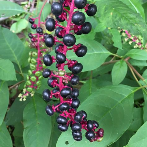 You may be seeing the pretty purple berries of pokeweed now in the mid-Atlantic area but beware, all parts are poisonous! #gardening #garden #pokeweed #poisonousplants #weeds #plants #gardenlife #gardens #plant #DMV Fall Purple, Berry Plants, Berry Bushes, Fall Floral Arrangements, Poisonous Plants, Small White Flowers, Plant Identification, Herbaceous Perennials, Botanical Beauty