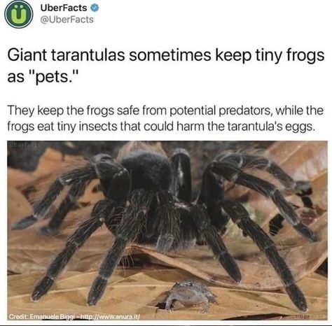 Tarantula Drawing, Tiny Frogs, Pet Tarantula, Pet Spider, Cool Bugs, Funny Science Jokes, Funny Lol, Animal Facts, Wholesome Memes