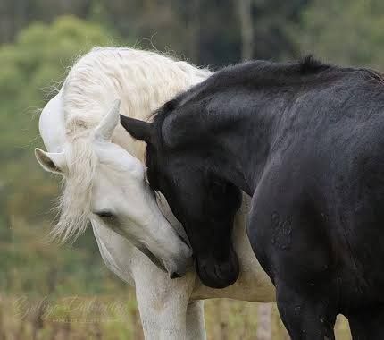 #horses  black and white Black And White Horses, Beautiful Horses Photography, Horse Boarding, Horse Aesthetic, All The Pretty Horses, White Horses, Horse Life, Black Horse, Horse Photos