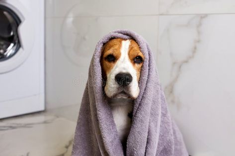 Beagle dog in a grey towel after bathing. Interior of a modern bathroom stock photography Bathroom Stock, Dog Bathroom, Bathroom Photos, Gray Towels, Vector Flowers, Beagle Dog, Modern Bathroom, Modern Interior, Stock Photography