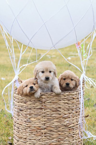 Puppies in a hot air balloon? Um, okay! Perros Golden Retriever, Fluffy Puppies, Property Brothers, Retriever Puppy, Cute Creatures, 귀여운 동물, Animals Friends, I Love Dogs, Animals Beautiful