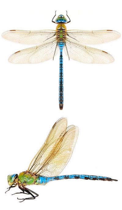 Anax imperator, male Dragon Fly Reference, Dragon Fly Photography, Dragon Flies, Dragon Fly, Dragonfly Illustration, Dragonfly Drawing, African Antelope, Dragonfly Artwork, Dragonfly Photography