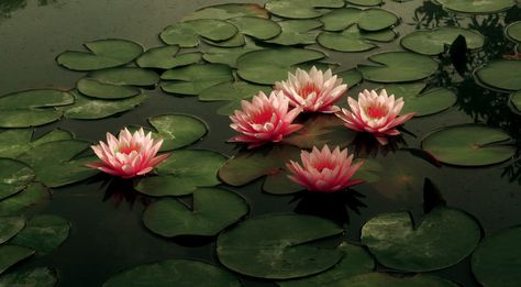 Lotus Flower Wallpaper, Art Ancien, Nothing But Flowers, Flower Therapy, Macbook Wallpaper, Jrr Tolkien, Anime Aesthetic, Laptop Wallpaper, Water Lilies