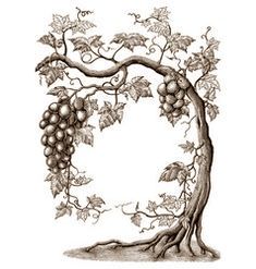 Grape Drawing, Art Du Vin, Grape Tree, Vine Drawing, Life Illustration, Drawing Vintage, Wine Logo, Surreal Artwork, Vine Tattoos