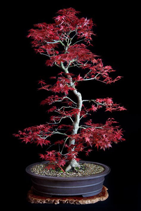 Red Maple Bonsai, Bonsai Stand, Cherry Blossom Bonsai Tree, Japanese Maple Bonsai, Japanese Bonsai Tree, Maple Bonsai, Bonsai Forest, Bonsai Tree Types, Beautiful Bonsai