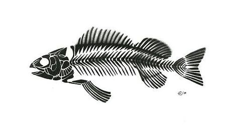 Fish Bone Tattoo Skeletons, Fish Bones Drawings, Trout Skeleton, Skeleton Fish Tattoo, Salmon Skeleton, Fish Skeleton Drawing, Fish Skeleton Tattoo, Fishbone Tattoo, Fish Bone Tattoo