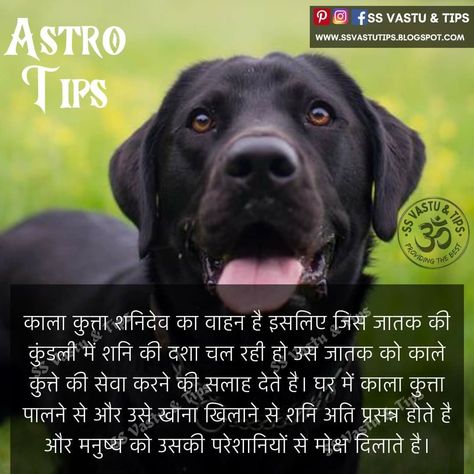 Chinese Astrology Signs, House Vastu, Jyotish Remedy, Vedic Astrology Charts, Hindi Learning, Medical Astrology, Astrology Tattoo, Tips For Happy Life, Jyotish Astrology