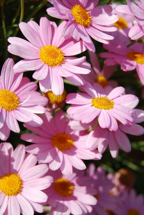 Pink Daisies Shot by Shay Davidson Picture Of Daisy Flower, Daisy Flower Pictures, Colored Daisies, Daisy Image, Ab Tattoo, Wallpapers Pink, Pineapple Wallpaper, Pink Daisies, List Of Flowers