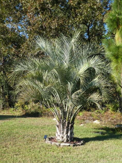 Driveway Remodel, Jelly Palm, Pindo Palm, Garden Bushes, Feature Tree, Florida Trees, Plant Palette, Trees Landscaping, Palm Trees Landscaping