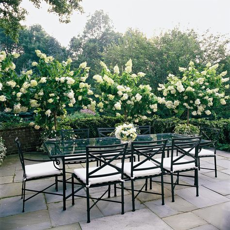 patio-with-hydrangeas-37ca7a44 Hydrangea Tree, Big Leaf Hydrangea, Types Of Hydrangeas, Hydrangea Varieties, Panicle Hydrangea, Hydrangea Care, Hydrangea Paniculata, Hydrangea Not Blooming, Web Images