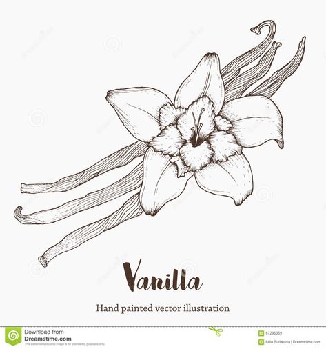 Hand Drawing Sketch, Vanilla Flower, Orchid Drawing, Vanilla Plant, Orchid Tattoo, Vanilla Spice, Geometric Shapes Art, Wiccan Spell Book, Super Food