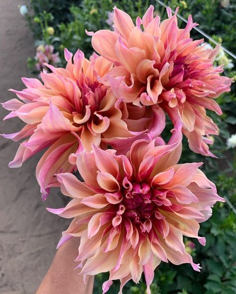 Labyrinth Dahlia, Daliah Flower, Dahlia Flower Tattoos, Garden Answer, Growing Dahlias, Cut Flower Garden, Flower Therapy, Dahlia Flower, Pretty Plants