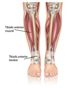 Anterior Shin Splints, Flat Feet Exercises, Tibialis Anterior, Ankle Exercises, Exercise Coach, Plantar Fascia, Ankle Surgery, Foot Exercises, Ligaments And Tendons