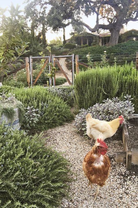 How To Build A Chicken Coop Urban Chicken Farming, Chicken Fence, Patina Farm, Chicken Coop Garden, English Farmhouse, Chicken Home, Urban Chickens, Coop Design, Chicken Coop Designs