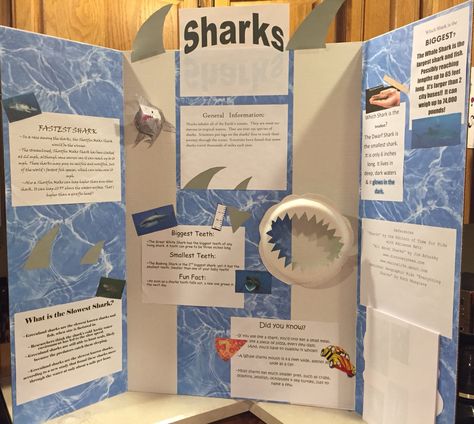 Shark Board Ideas, Ocean School Project Ideas, Shark Science Fair Project, Shark Presentation Ideas, Shark Habitat Project For Kids, Animal Poster Board Project, Shark Poster Board Project, Marine Biology Science Fair Projects, Shark Tank Project Ideas For Students