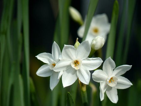 Birth Flowers December, Narcissus Papyraceus, December Birth Flower Narcissus, Narcissus Tattoo, Paperwhite Narcissus, Flower Narcissus, December Style, December Flower, Holly Flower