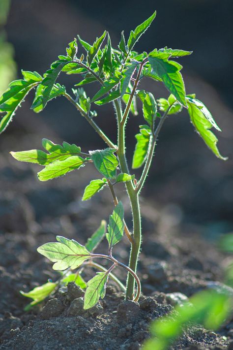 Black Krim Tomato, How To Store Seeds, Heirloom Tomato Seeds, Tomato Seedlings, Gardening Vegetables, Hosta Plants, Vegetable Seeds, Veg Garden, Home Vegetable Garden