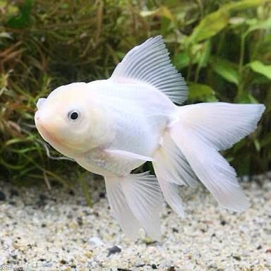 Lovely white wen. White Goldfish, Oranda Goldfish, Goldfish Aquarium, Fancy Goldfish, Ikan Air Tawar, Goldfish Tank, Tropical Fish Aquarium, White Animals, Fish Breeding