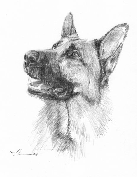 Tatoo Dog, Portrait Au Crayon, German Shepherd Art, Animal Drawings Sketches, Dog Sketch, 강아지 그림, Canine Art, Animal Sketches, German Shepherd Dog