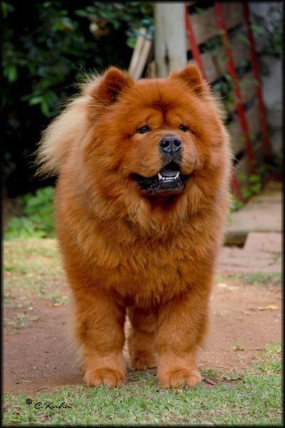 Perros Chow Chow, Chow Dog Breed, Chow Puppies, Chow Chow Puppy, Chow Chow Dogs, Lion Dog, Dog Exercise, Fluffy Dogs, Chow Chow