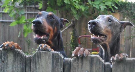 20 Things Only Doberman Pinscher Owners Would Understand Doberman Black, Doberman Colors, Doberman Pinscher Blue, Blue Doberman, Doberman Breed, Doberman Training, Doberman Mix, Black Doberman, Doberman Pinscher Puppy