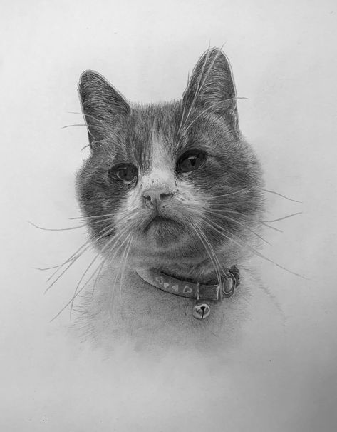 #pencilart #portraitpet #animalart Cat Graphite Drawing, Dog Graphite Drawing, Cat Portrait Drawing, Movie Canvas Painting, Sketching Inspiration, Cat Portrait Painting, Dog Portraits Art, Animal Caricature, Pet Drawing