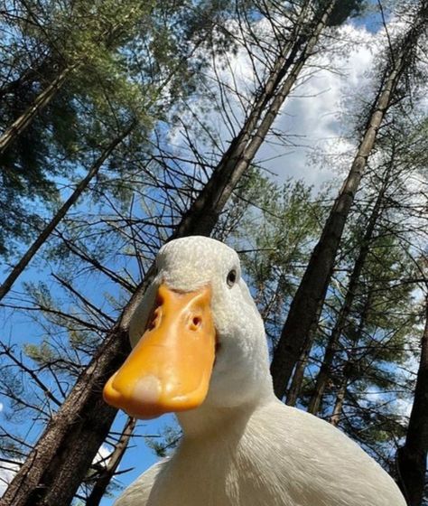 Follow please Raising Ducks For Beginners, Ducks For Beginners, Call Ducks, Duck Care, Duck Pens, Duck Breeds, Raising Ducks, Runner Ducks, Duck Pictures