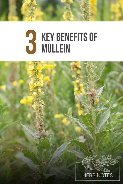 Herb Notes: The Benefits of Mullein Mullein Flower Benefits, Mullin Herb, Muellin Leaf, Mullen Herb Benefits, Mullein Leaf Benefits, Mullein Benefits, Benefits Of Mullein, Herb Notes, How To Become Confident