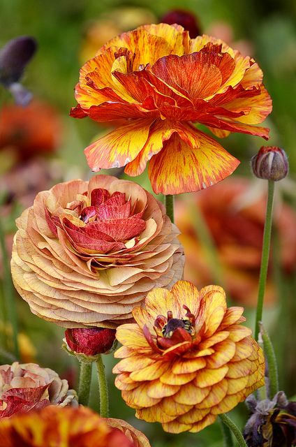 Ranunculus in beautiful autumn colors Plant Parenthood, Carlsbad Flower Fields, Ranunculus Flowers, Butchart Gardens, Fleur Orange, Colorful Roses, Delphinium, Orange And Yellow, E Card