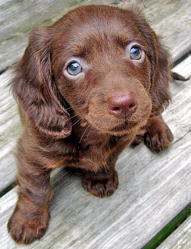 chocolate long haired miniature dachshund - SPIT of my chocolate labs but could fit through the cat flap :p Long Haired Miniature Dachshund, Dandie Dinmont Terrier, Long Haired Dachshund, Cute Puppy Pictures, Miniature Dachshund, Weenie Dogs, Dachshund Puppies, Brown Dog, Dachshund Love