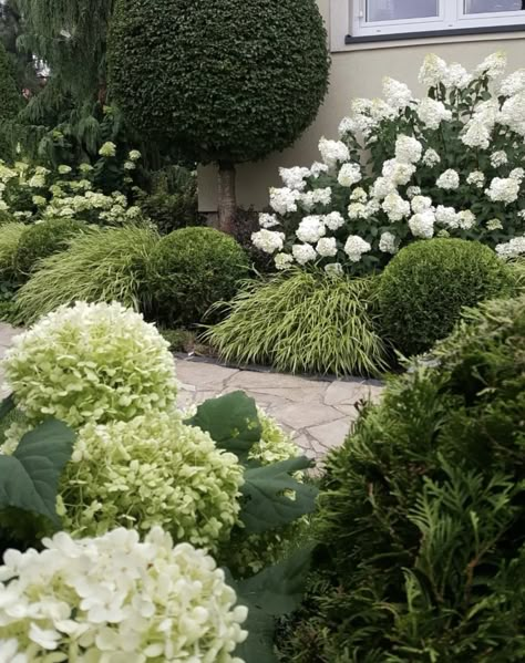 White Roses In Garden, White House Landscaping, New England Landscaping, White Hydrangea Garden, Hamptons Garden, California Landscaping, Courtyard Gardens Design, Front Garden Design, Back Garden Design